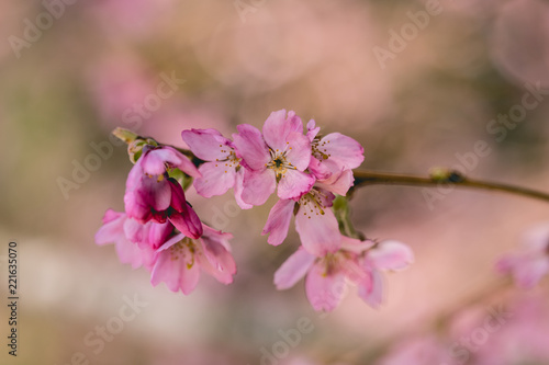 cherry blossom 