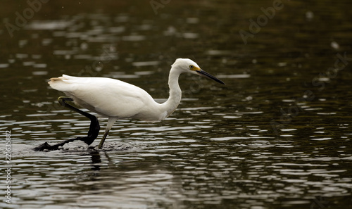 Fototapeta Naklejka Na Ścianę i Meble -  Snowy egret looking for food