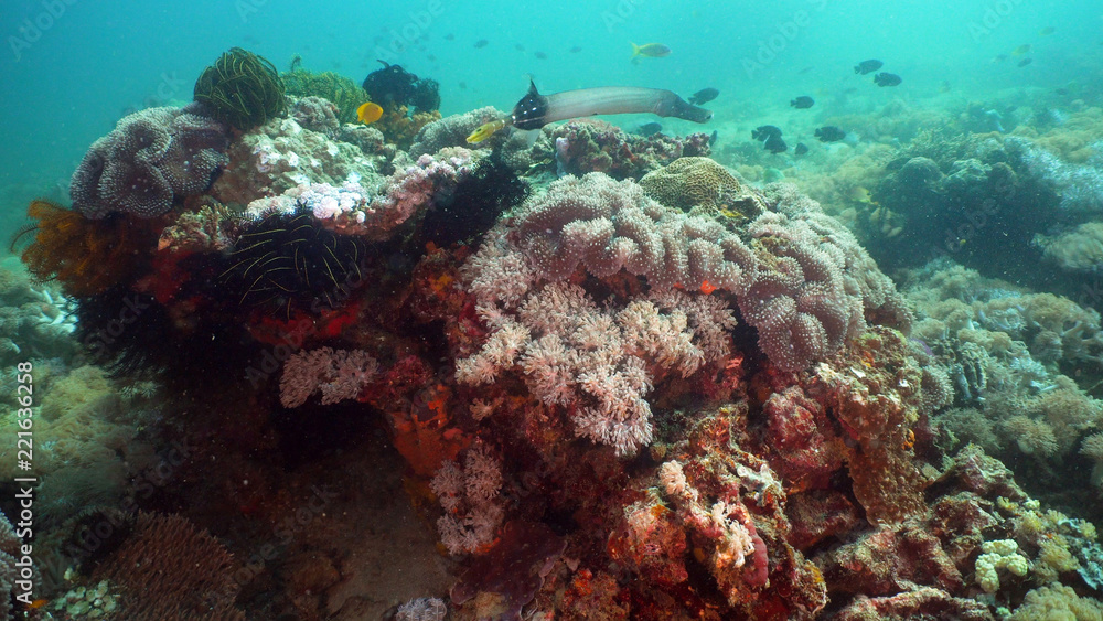 Fototapeta premium Fish and coral reef at diving. Wonderful and beautiful underwater world with corals and tropical fish. Hard and soft corals. Philippines, Mindoro. Diving and snorkeling in the tropical sea.