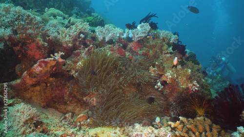 Fototapeta Naklejka Na Ścianę i Meble -  Fish and coral reef at diving. Wonderful and beautiful underwater world with corals and tropical fish. Hard and soft corals. Philippines, Mindoro. Diving and snorkeling in the tropical sea.