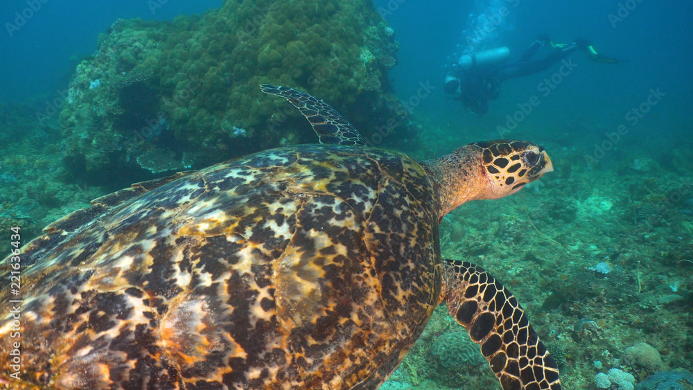 Obraz premium Sea turtle between corals underwater. Wonderful and beautiful underwater world. Diving and snorkeling in the tropical sea, Philippines, Mindoro.