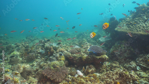 Fish and coral reef at diving. Wonderful and beautiful underwater world with corals and tropical fish. Hard and soft corals. Philippines, Mindoro. Diving and snorkeling in the tropical sea.
