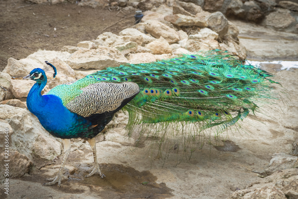 Obraz premium Beautiful photograph of a peacock in the park