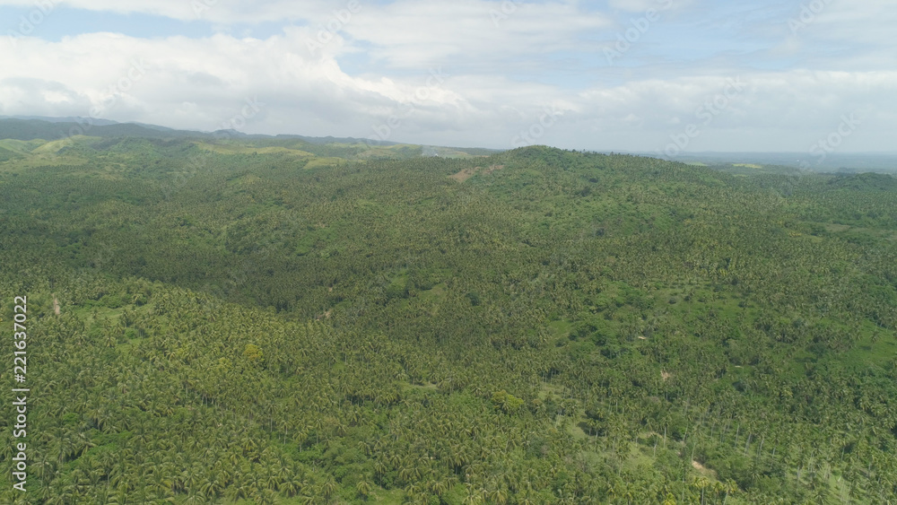 Fototapeta premium Aerial view of grove of palm trees in the hills against sky and clouds. Hills covered with green vegetation and coconut palms. Philippines, Luzon.