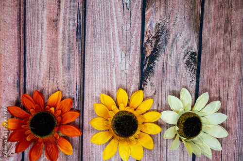 Batch of colorful fall sunflowers on a wooden background. Extra copy space for your text. Orange  yellow and white autumn flowers