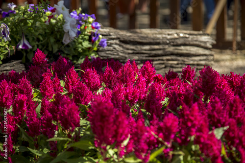 Wallpaper Mural Celosia flower plant foliage cultive Torontodigital.ca