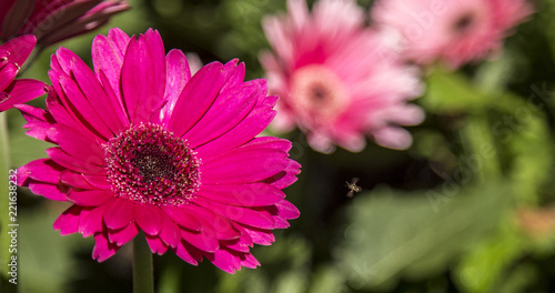 Gerbera flower plant color