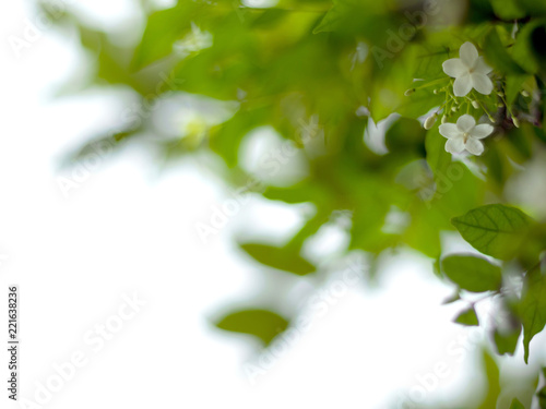 White flowers, small and fragile, Moke photo