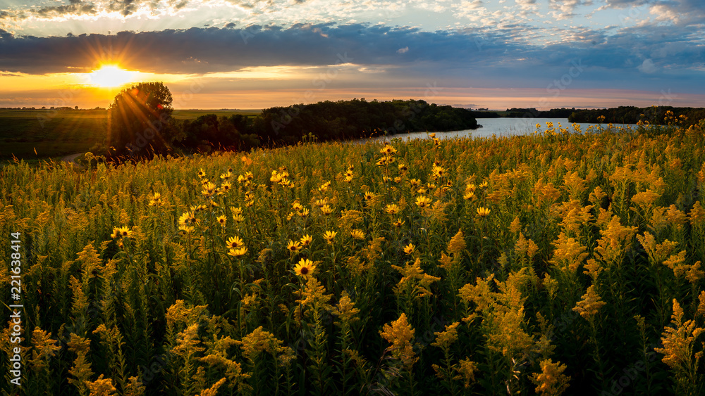 sunset over a field of wildflowers - obrazy, fototapety, plakaty 