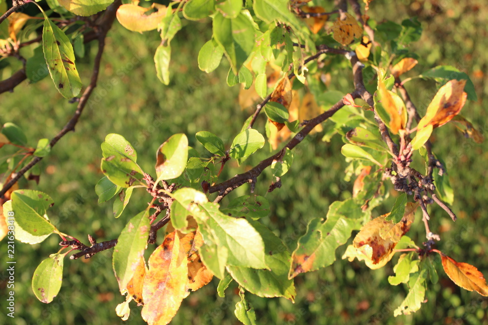Fototapeta premium green and yellow leaves