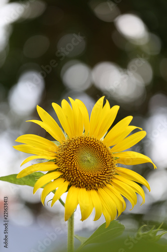 Fototapeta Naklejka Na Ścianę i Meble -  Close up of sunflower