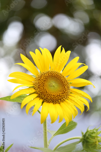 Fototapeta Naklejka Na Ścianę i Meble -  Close up of sunflower