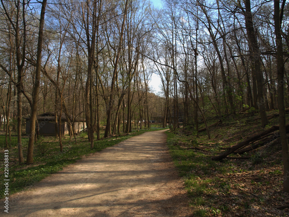 Obraz premium Forest Trail