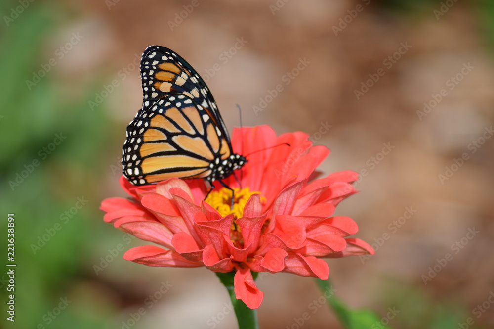Monarch butterfly in the garden Monarch butterfly in the garden