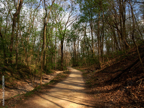 Forest Trail