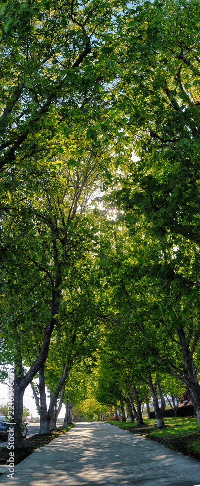Vertical panorama of a sidewalk covered by trees. Vertical panorama of a sidewalk covered by trees.
