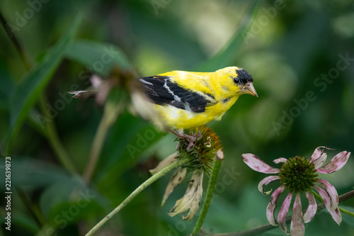 Yellow finch