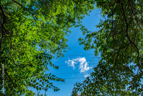 tree in the sky