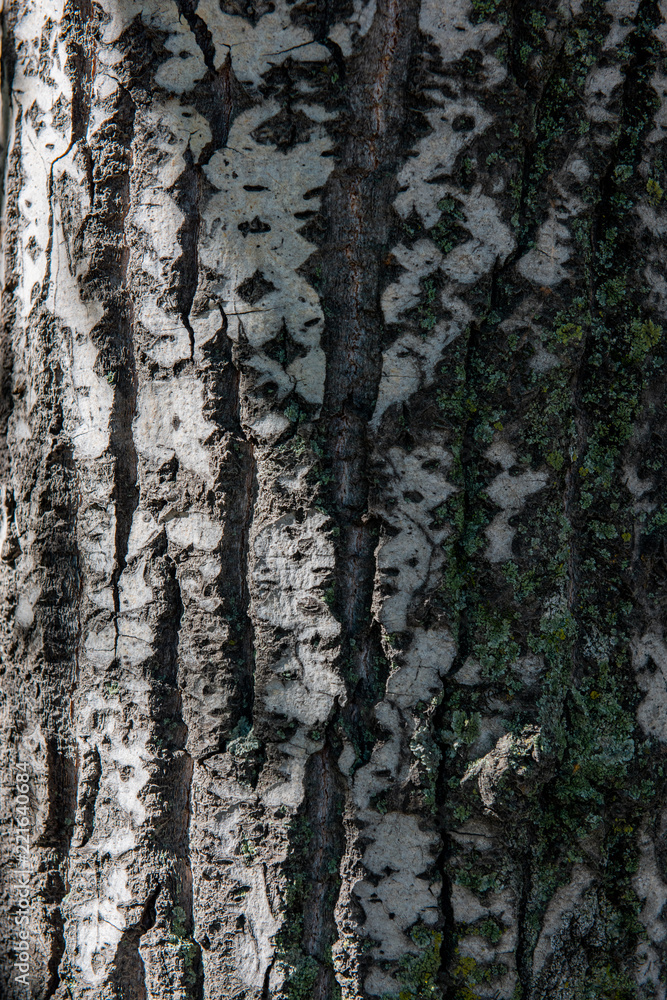 Obraz premium Wood texture macro