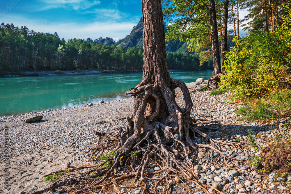 Summer landscape on the Katun river. Altai, Southern Siberia, Russia