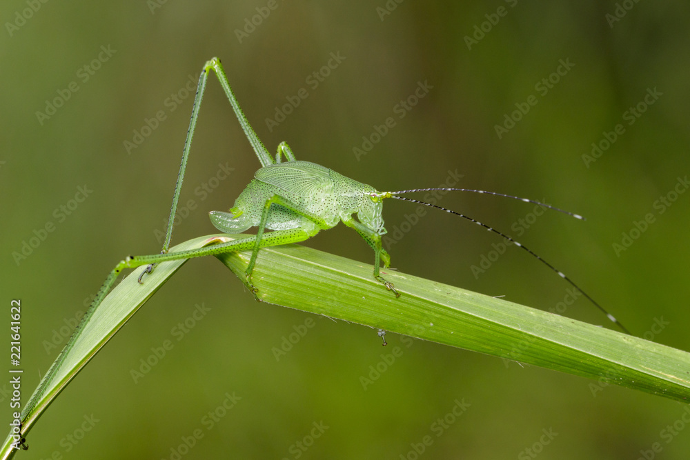 Image of green bush-cricket long horned grasshopper on green leaf. Insect. Animal. Image of green bush-cricket long horned grasshopper on green leaf. Insect. Animal.