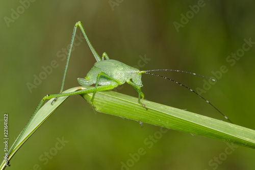 Image of green bush-cricket long horned grasshopper on green leaf. Insect. Animal.