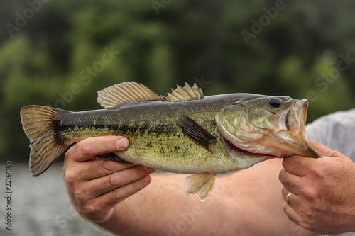 A largemouth bass caught in a pond in Maine. photo