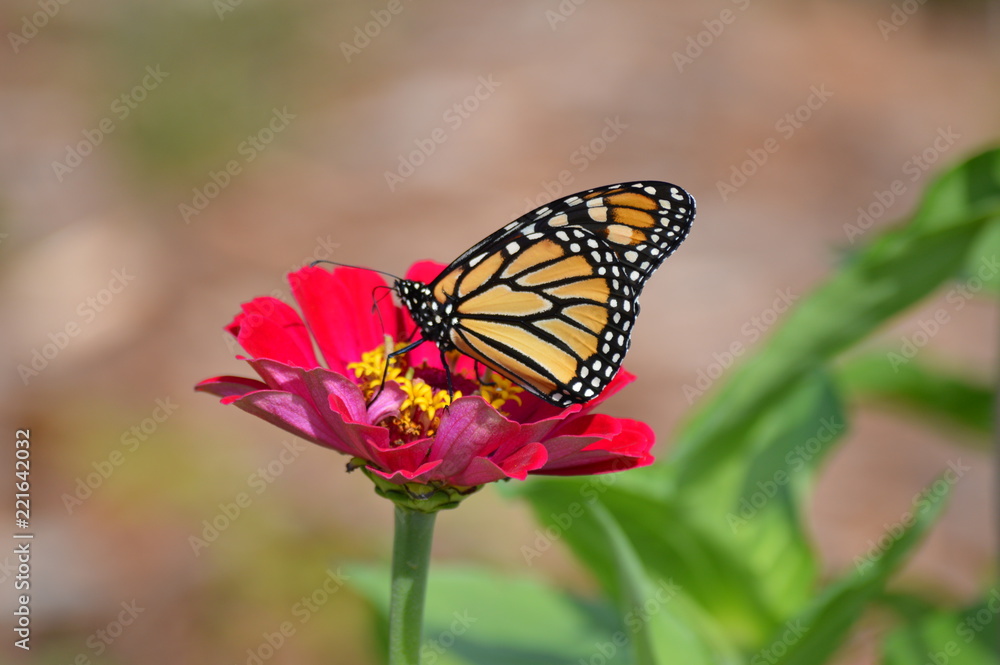 Monarch butterfly in the garden Monarch butterfly in the garden