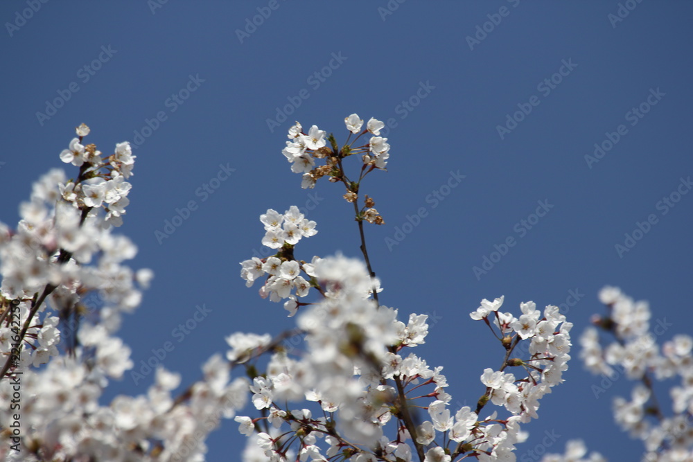 桜4 桜4