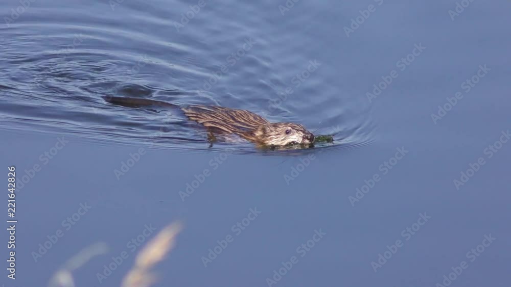 Muskrat (Ondatra zibethicus) swimming in a lake