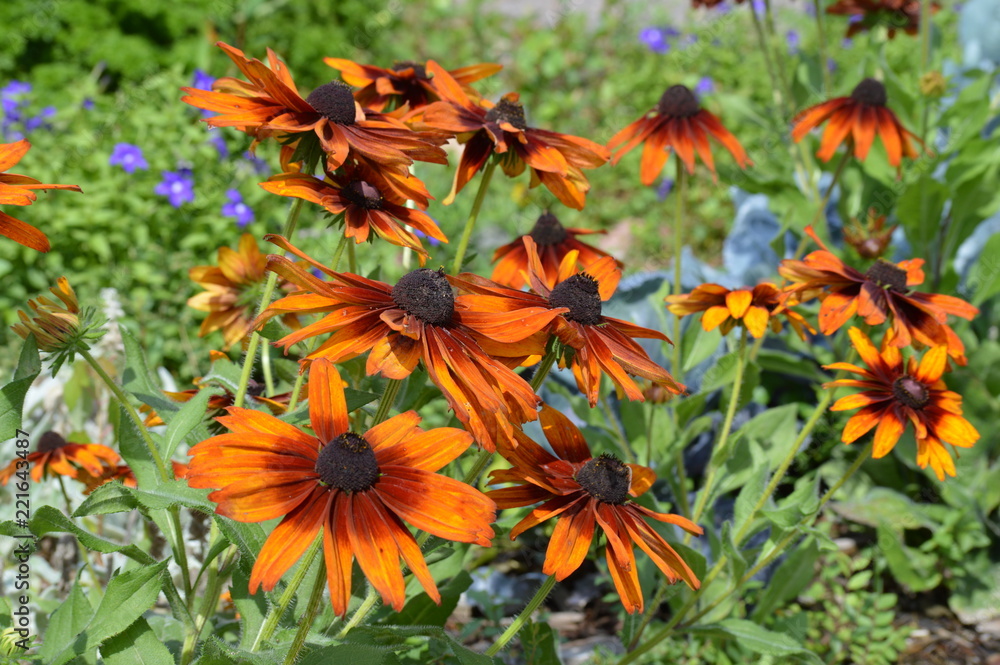 Bright flowers in the garden Bright flowers in the garden
