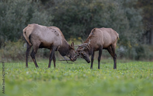 Elk Fighting in the Meadow