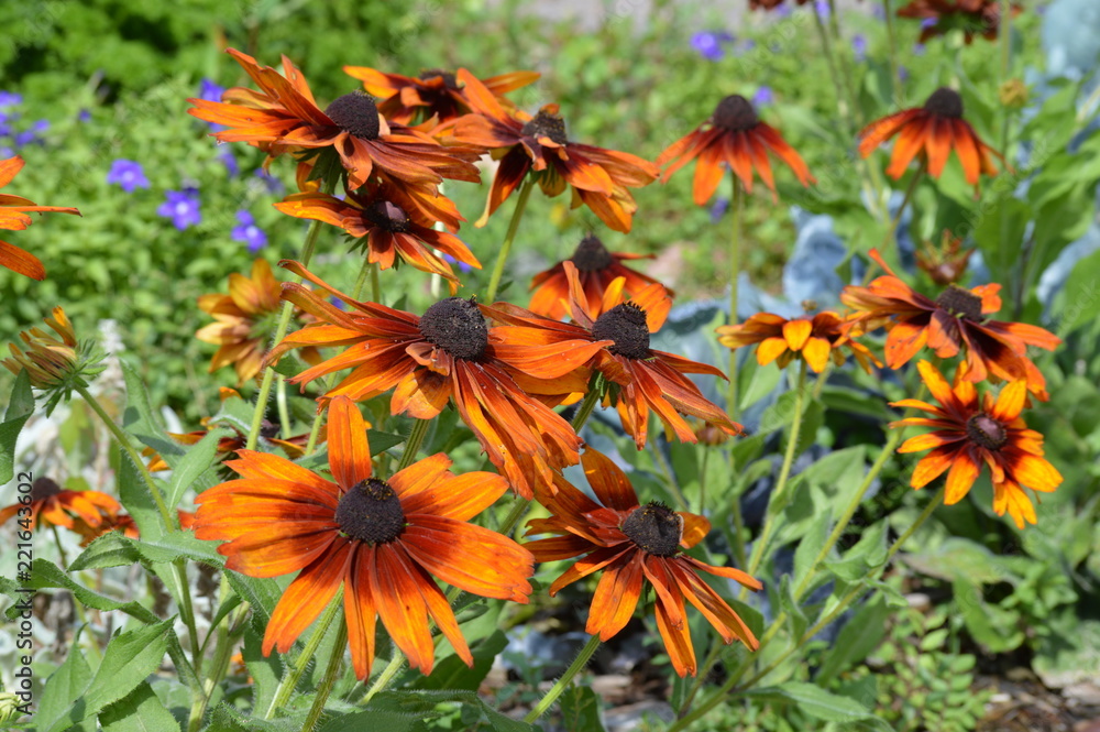 Bright flowers in the garden Bright flowers in the garden