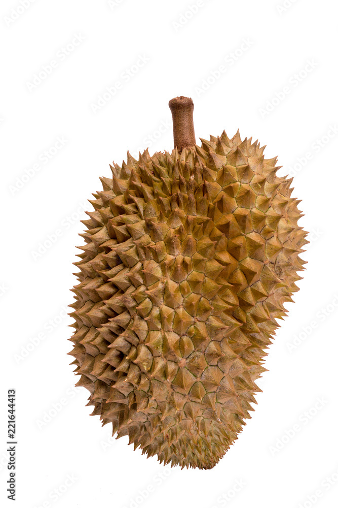 Fresh Cu yellow durian in side Mon Thong durian fruit on white background, a close-up view of Durian. Fresh Cu yellow durian in side Mon Thong durian fruit on white background, a close-up view of Durian.