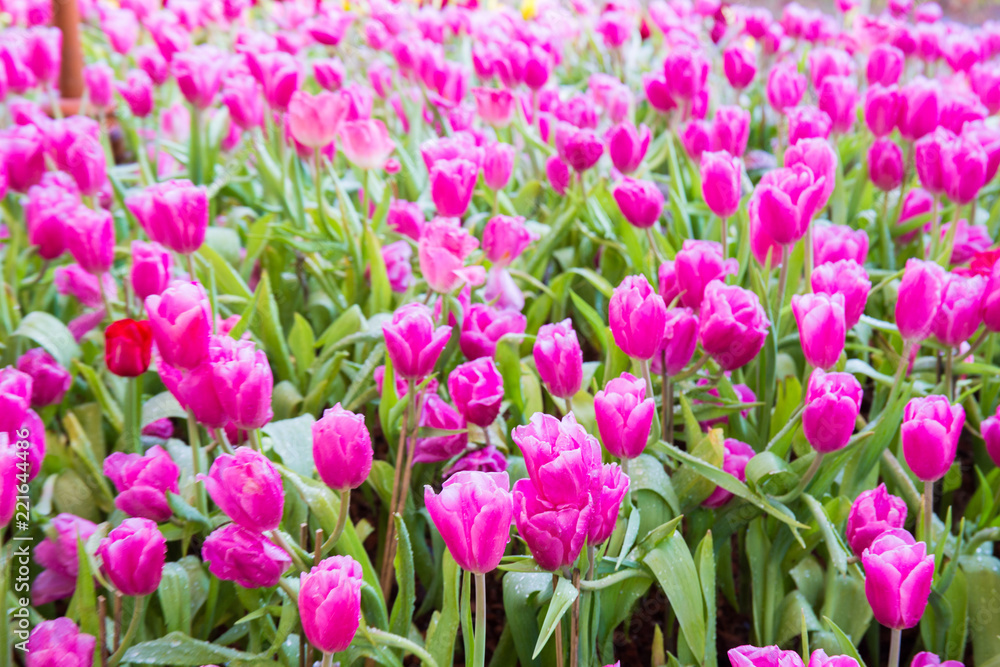 Fototapeta premium Pink tulip flowers.