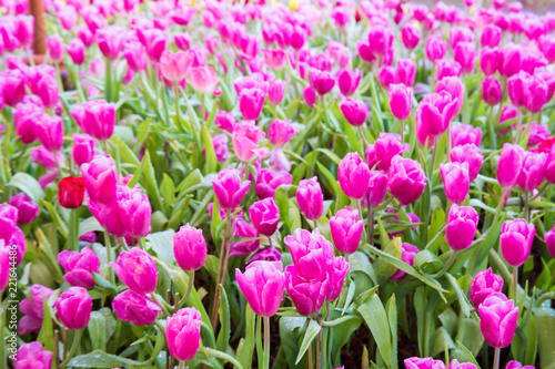 Pink tulip flowers.