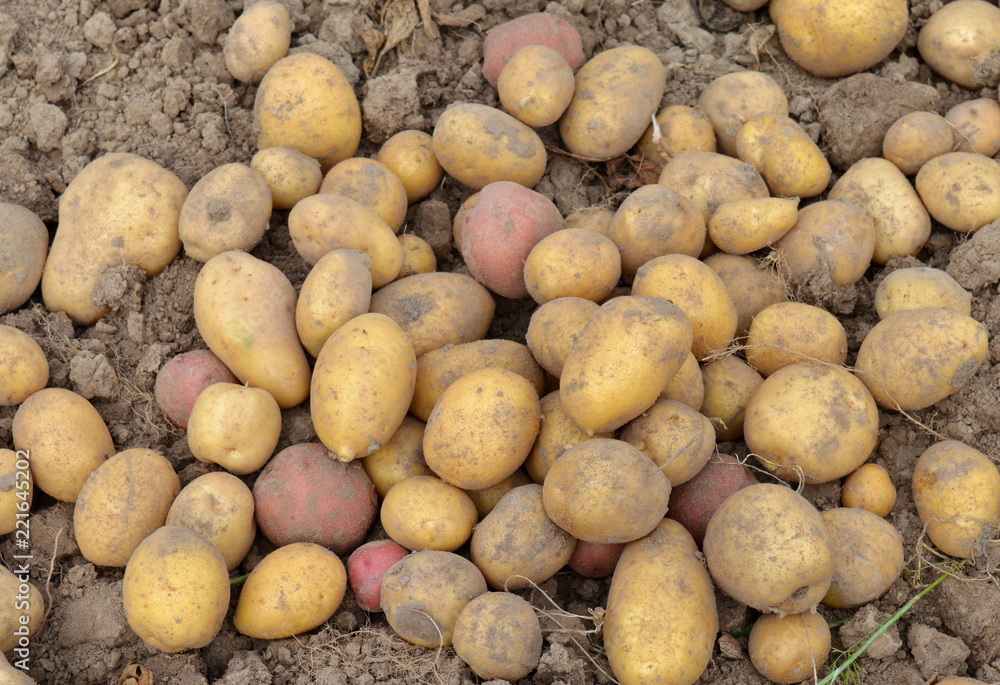 a large potato crop is harvested and lies on the soil in autumn for delicious food a large potato crop is harvested and lies on the soil in autumn for delicious food