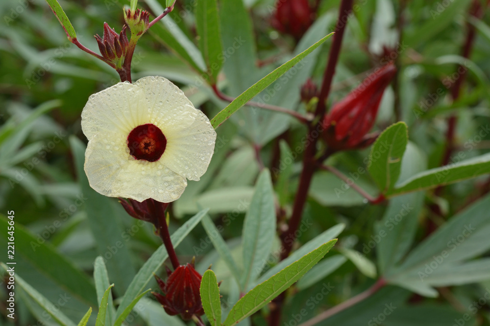 43 件の最適な ローゼルの花 画像 ストック写真 ベクター Adobe Stock