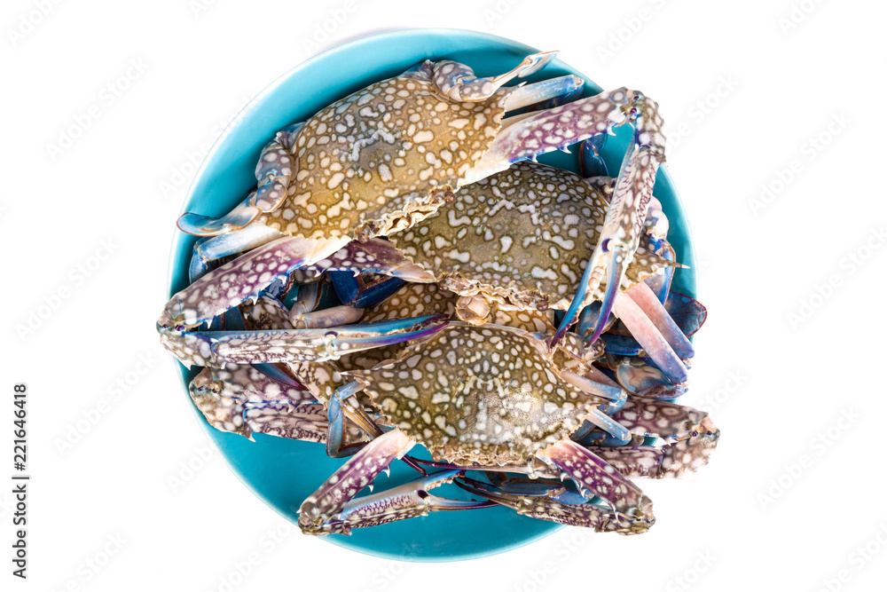 Raw chesapeake blue crab, Blue crab, Blue swimmer crab Or Blue manna crab on white background