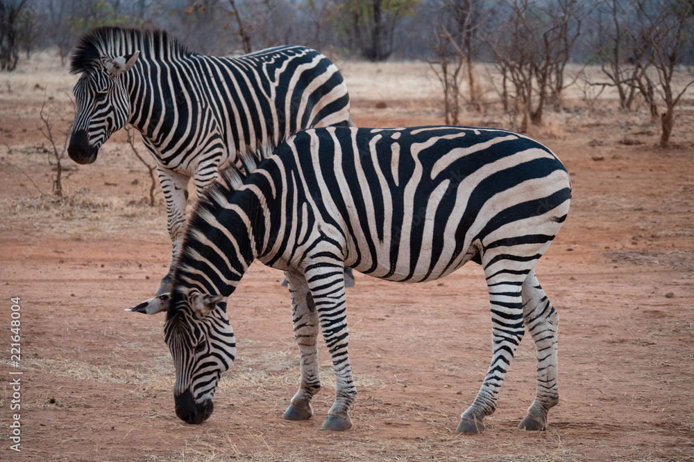 Zebra in Zambezi Private Game Reserve, Zimbabwe Zebra in Zambezi Private Game Reserve, Zimbabwe