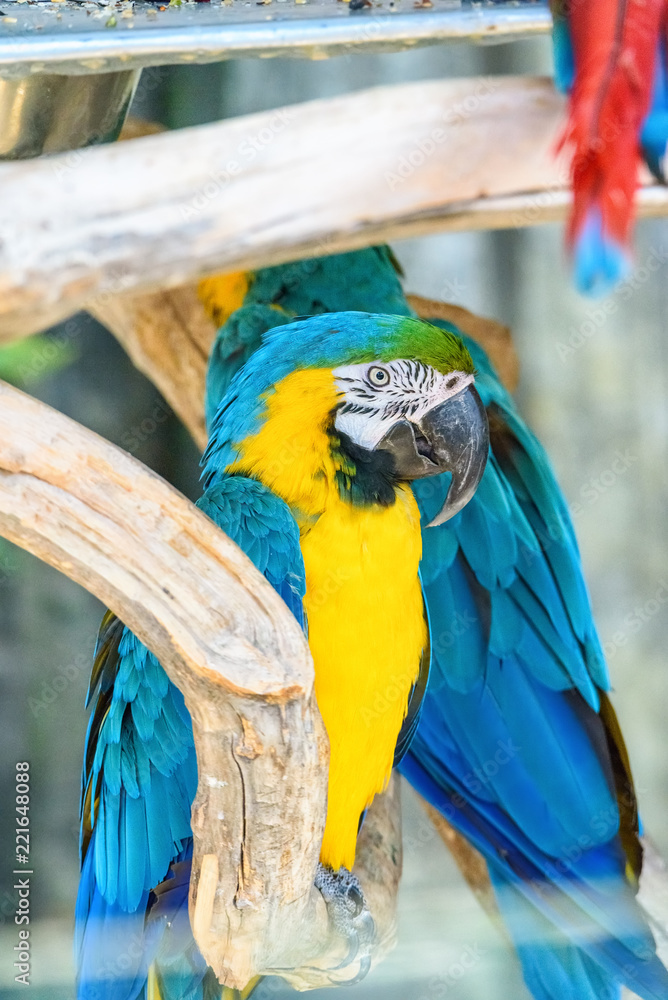 Obraz premium portrait of a parrot in a zoo