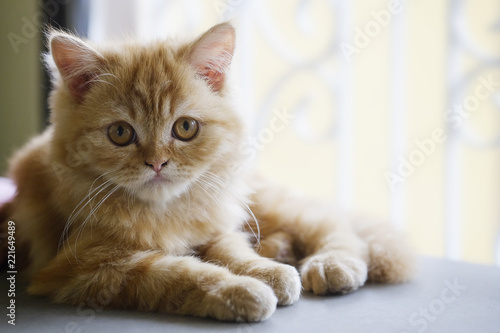 Selective baby Persian cat.