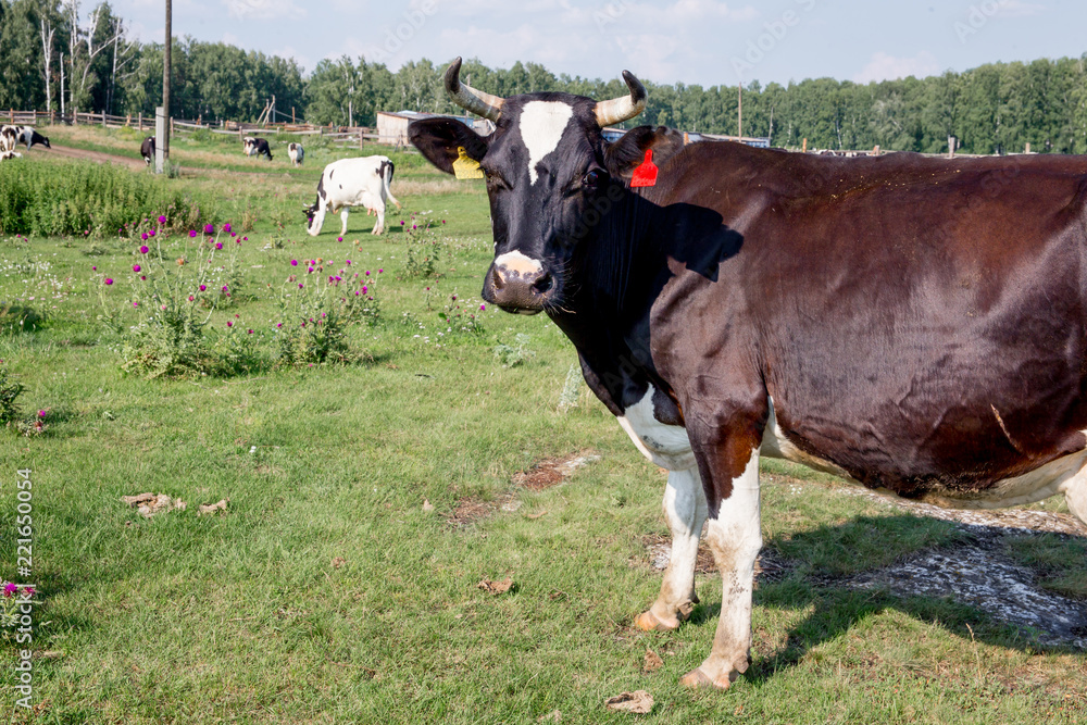 a Herd of cows at summer green field pasture a Herd of cows at summer green field pasture