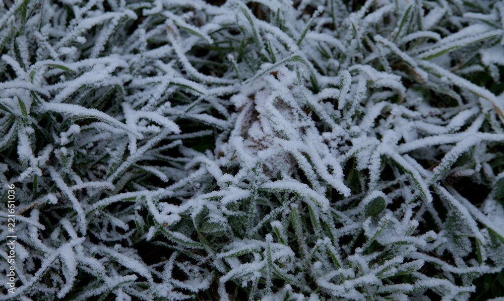 Gras mit Reif Gras mit Reif