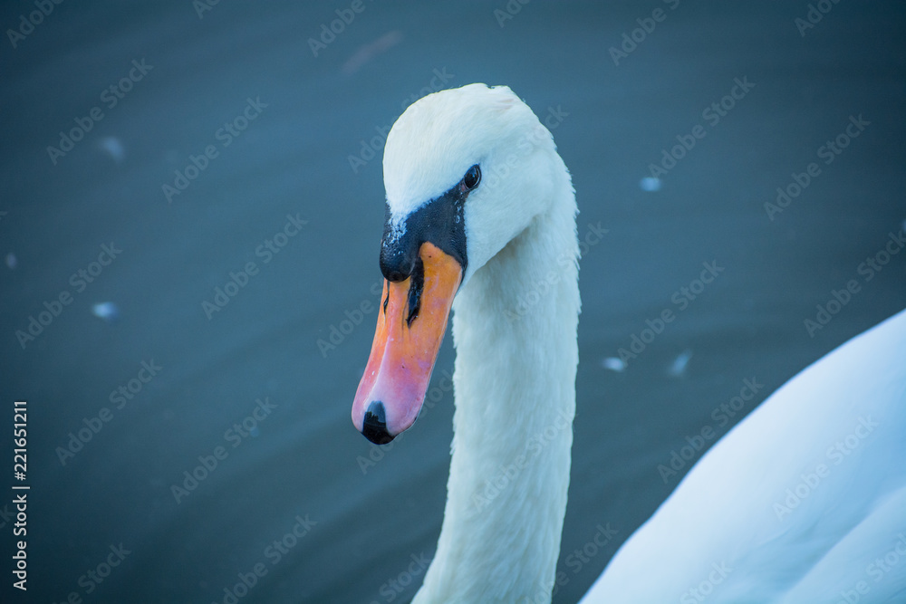 Fototapeta premium Swan in the city pond
