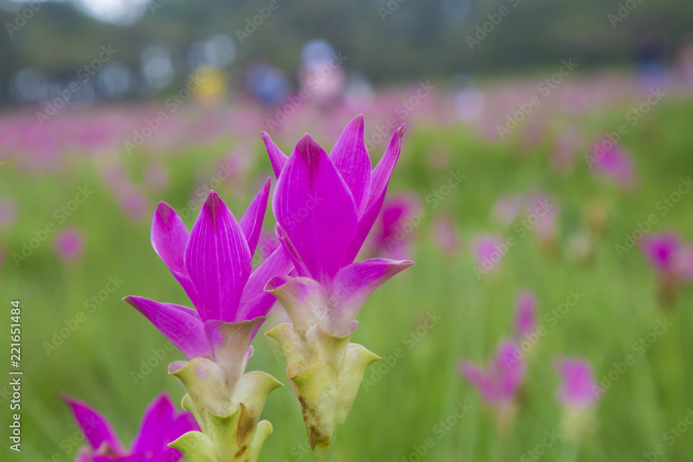 Fototapeta premium Siam Tulip festival on green background Chaiyaphum in Thailand.