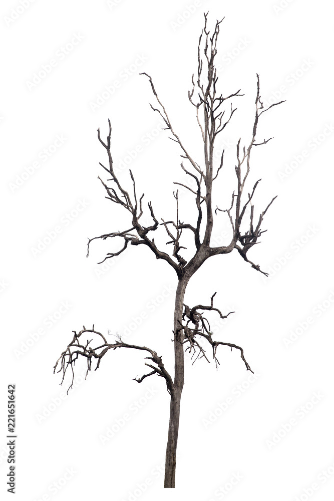 Dead tree isolated on white background Suitable for use. Dead tree isolated on white background Suitable for use.
