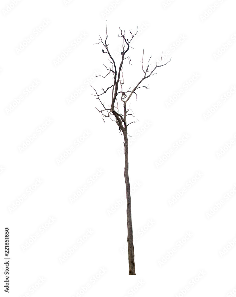 Dead tree isolated on white background Suitable for use. Dead tree isolated on white background Suitable for use.