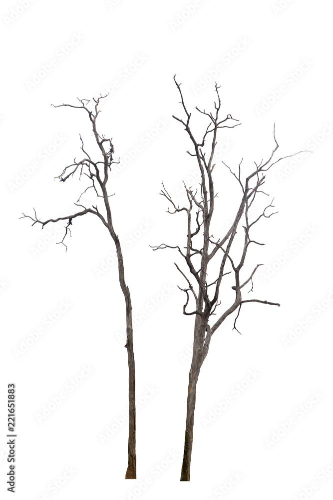 Dead tree group isolated on white background. Dead tree group isolated on white background.