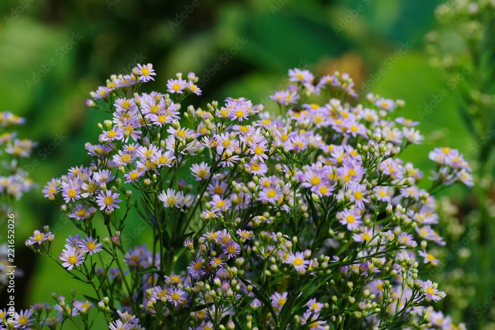 Aster ageratoides (Nokon-giku)
Aster ageratoides (Nokon-giku)